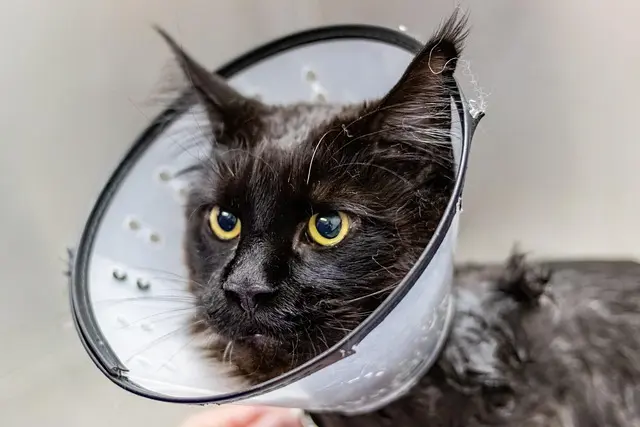 Best Pet Grooming Kits: Top Picks & Buying Guide