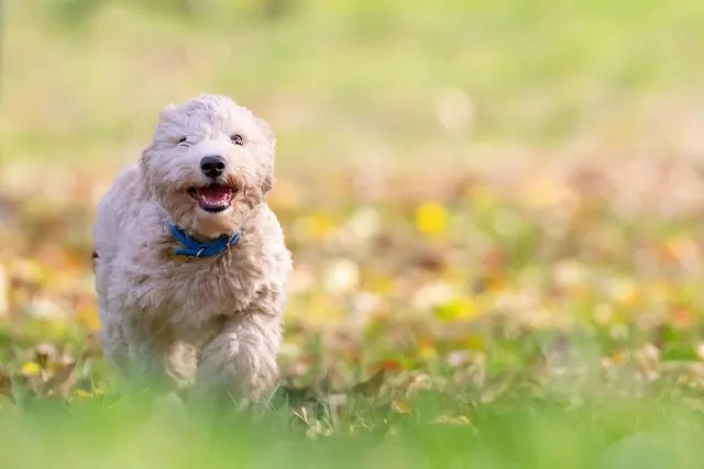 Best Interactive Dog Toys - Complete Buying Guide
