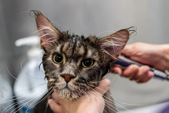 Best Pet Grooming Tools - Complete Buying Guide