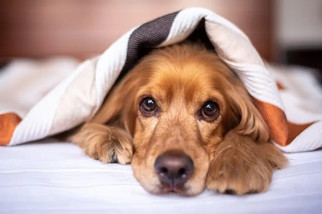 Best Orthopedic Dog Beds - Ultimate Buying Guide
